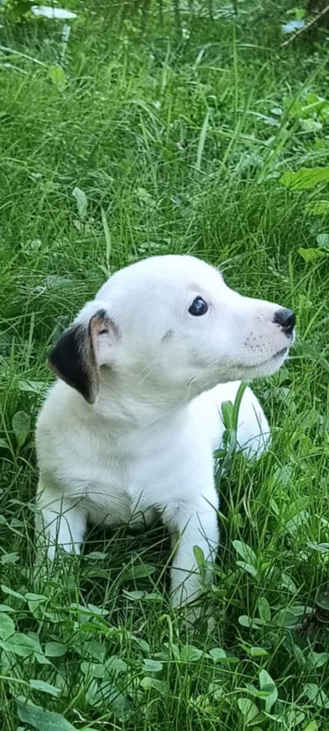 Jack russell terrier suczka nr 1 Stary sącz
