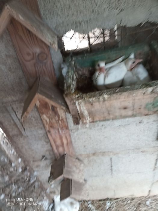 Vendo pombos correios brancos