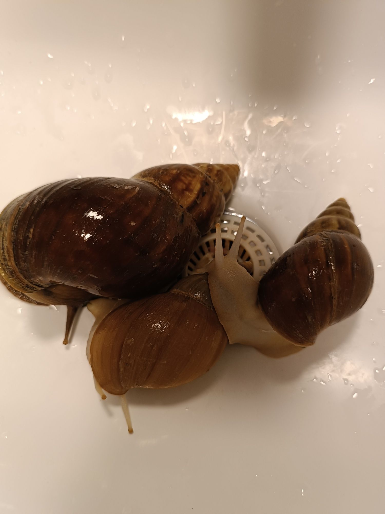 Ślimaki  Achatina