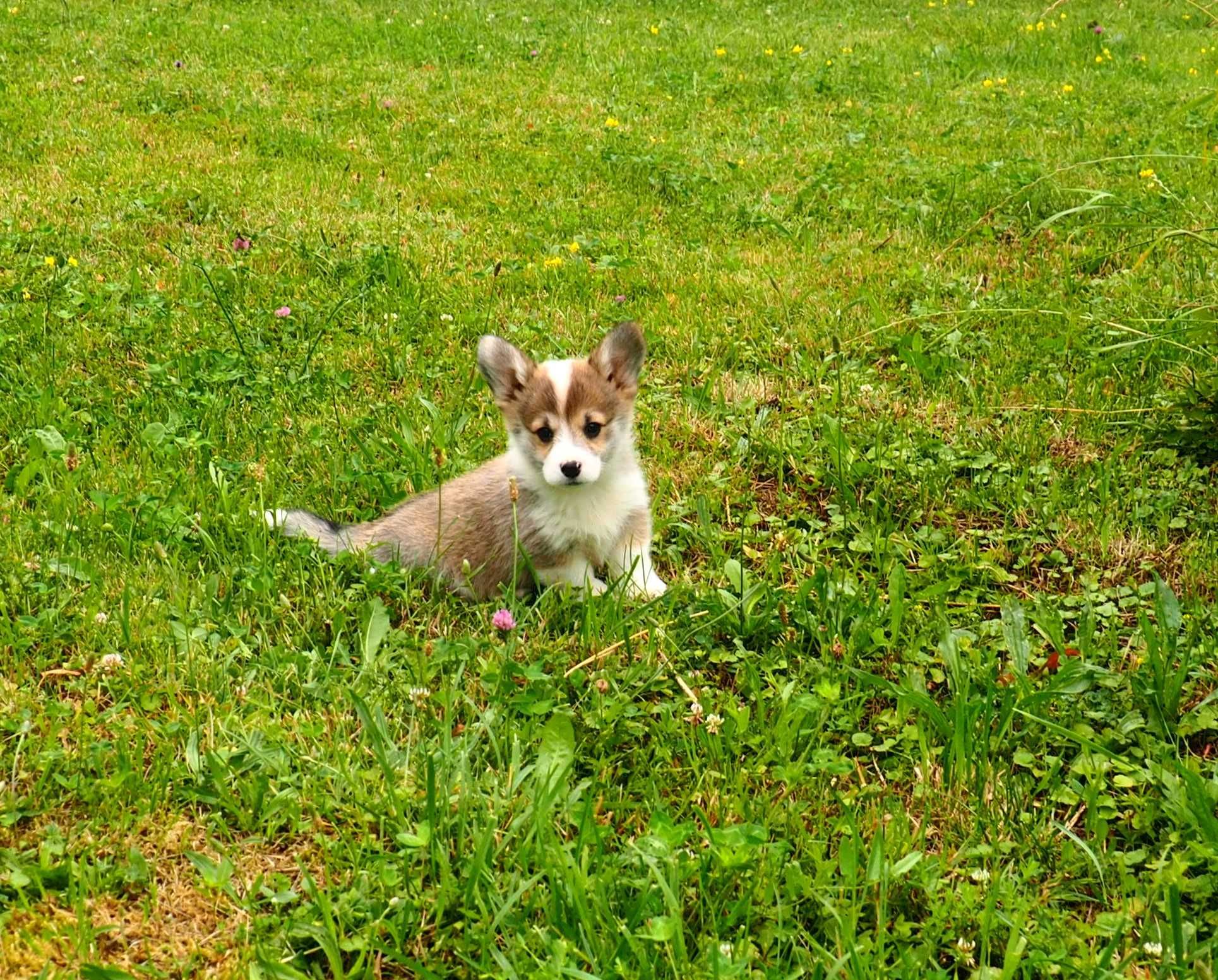 Welsh Corgi Pembroke suczka rudo- biała długi ogonek CYTRYNKA