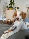 Petsitting Lisboa - Estadia Familiar, Passeios e muito mais :)