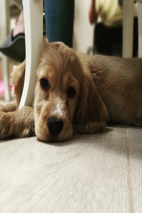 Дуже класна дівчинка англійський кокер-спанієль