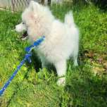 Szczeniaczek rasy Samoyed ZKwP FCI Szuka domu, Zapraszam.