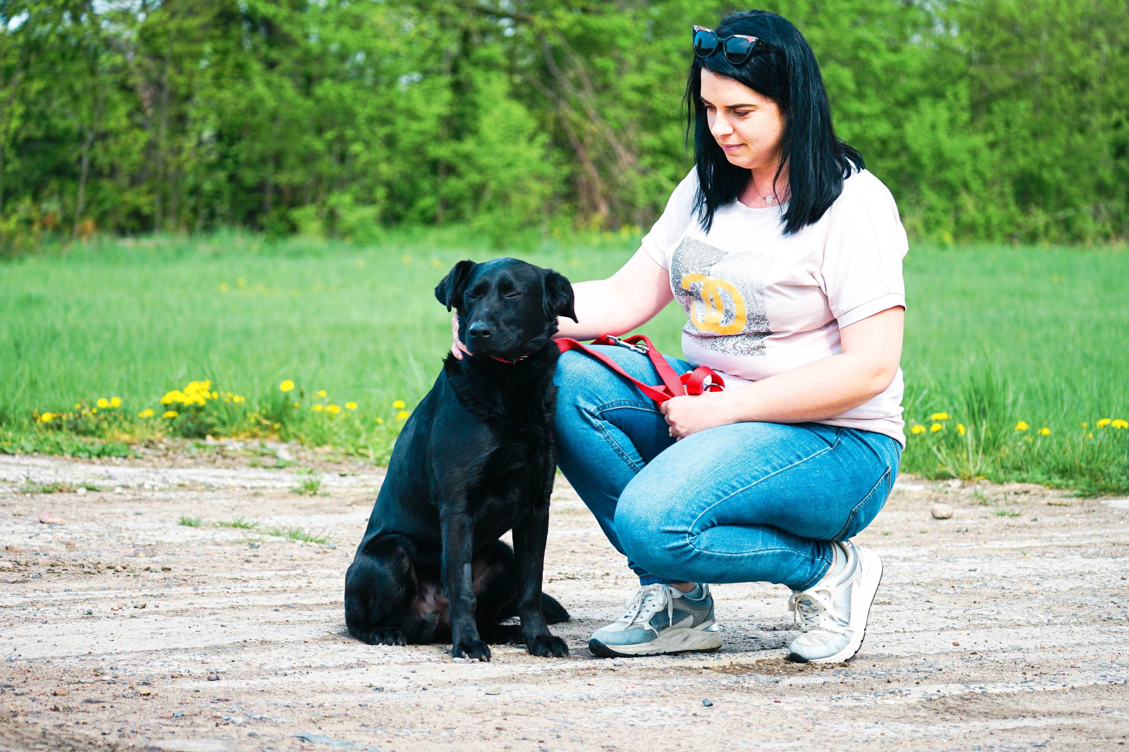 Litwin - młody psiak w typie labradora