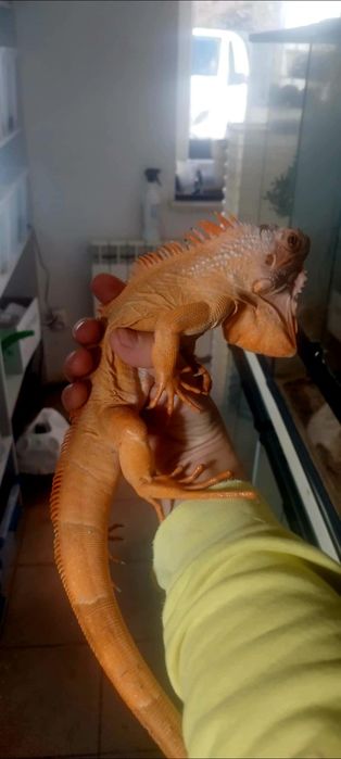 Jaszczurka Red Hypo