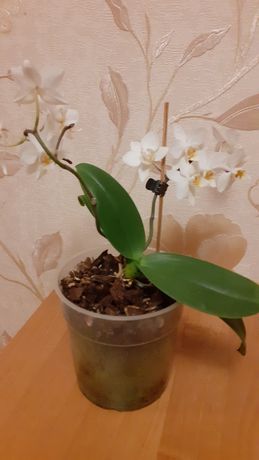 Продам мини орхидею