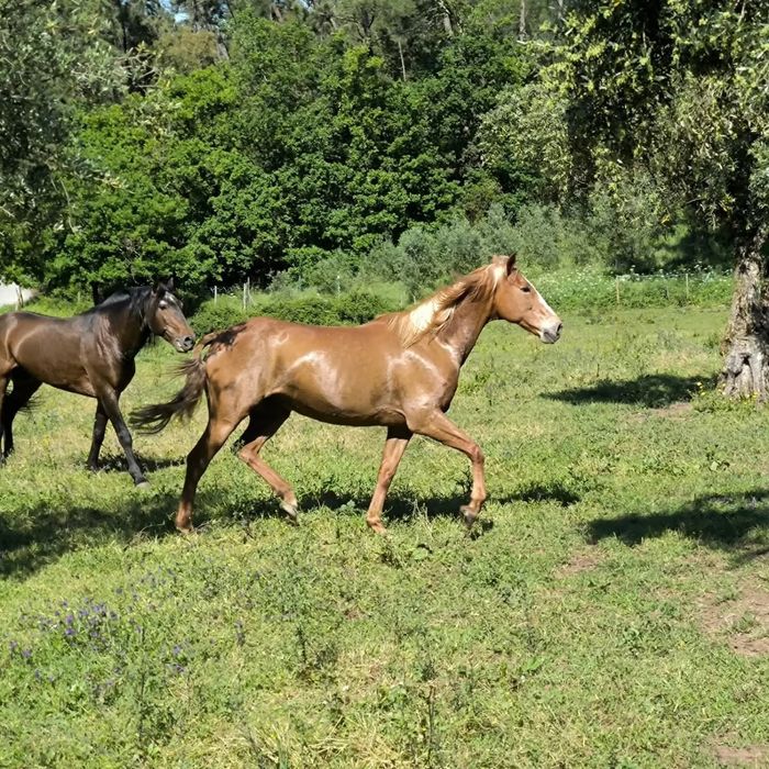 Égua palomina e filha.