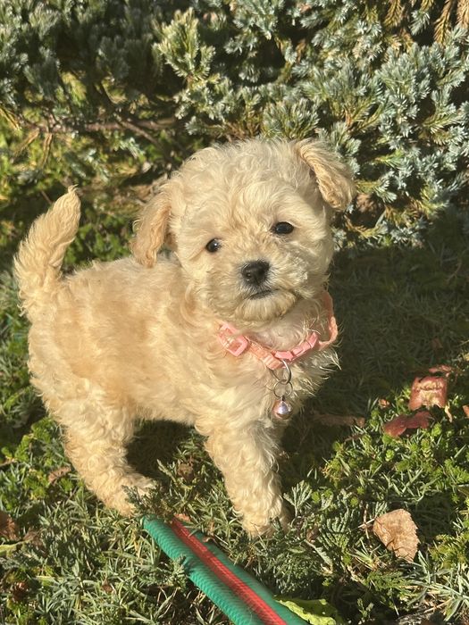 Bichpoo/Maltipoo/Bischon frise suczka