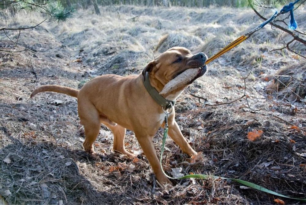 Pitbull. Amstaff. Clyde szuka domu. Adopcja. Pies do adopcji