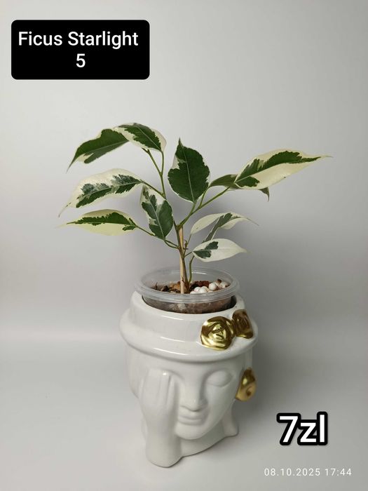 Maria Plants Ficus Starlight sadzonki