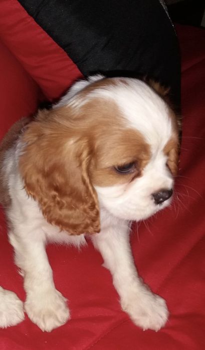 Cavalier king charles criado em ambiente familiar