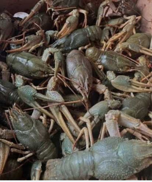 Раки живой свежий размерний ряд