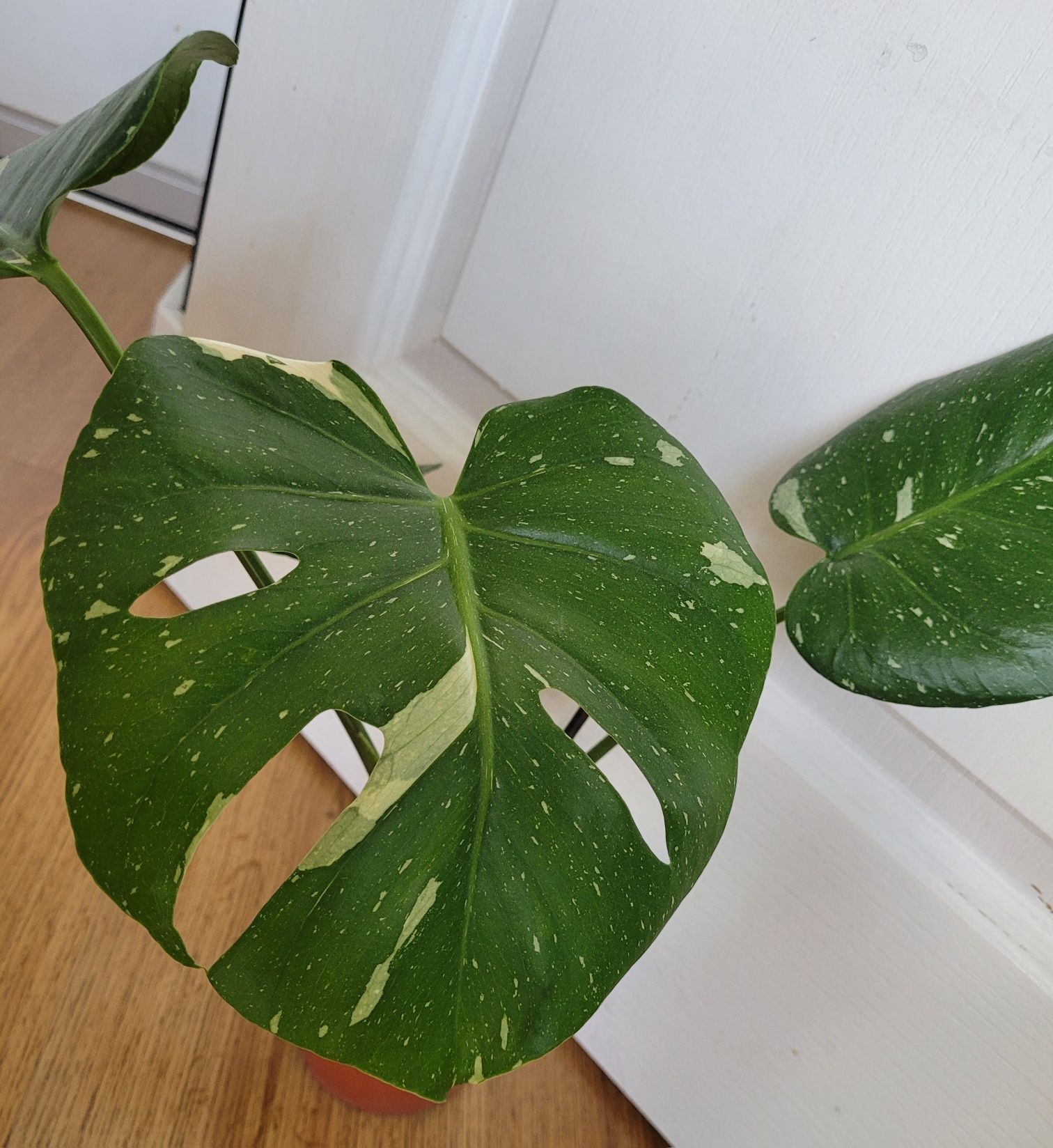 Monstera  thai constellation