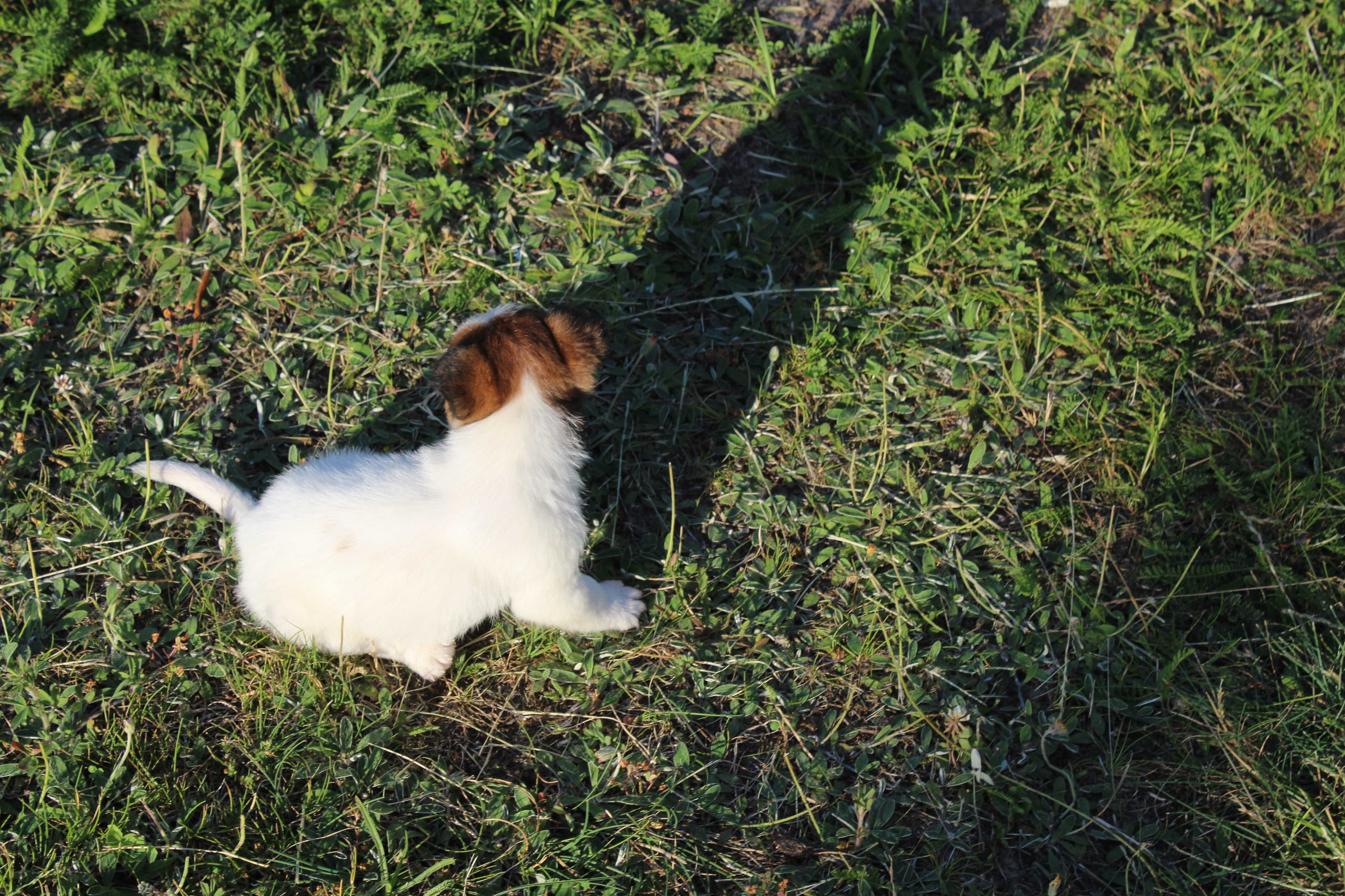 szczeniak Leo piesek Jack Russell Terrier pochodzenie ZKWP FCI