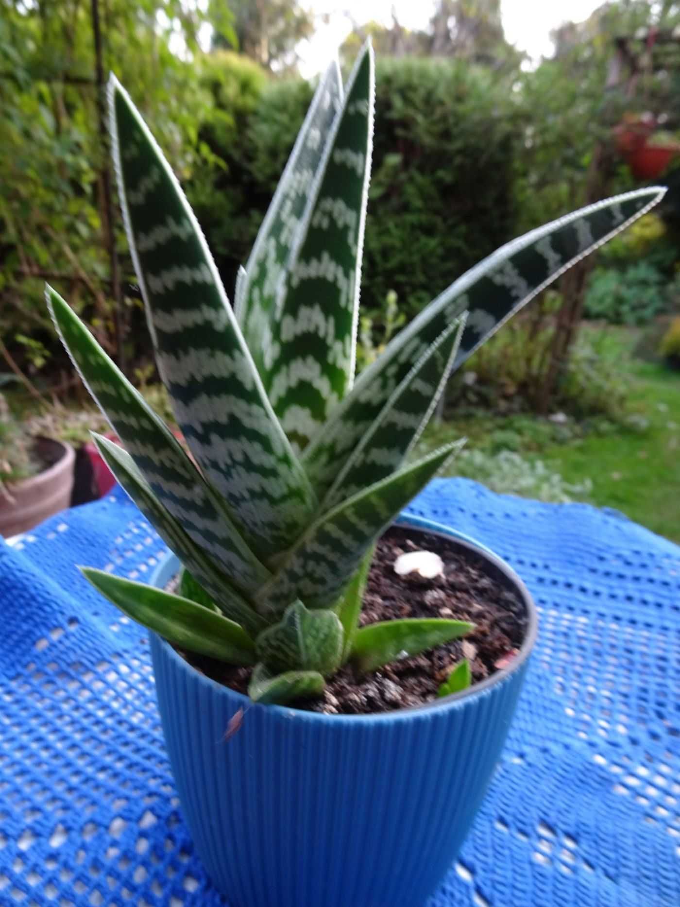 Aloes Pstry Tygrysi Aloe Variagata Kaktus
