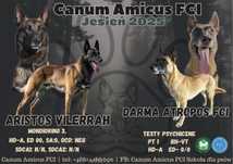 Zapowiedz miotu Owczarek belgijski malinois fci