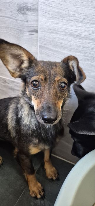 Suczka około 3 lata