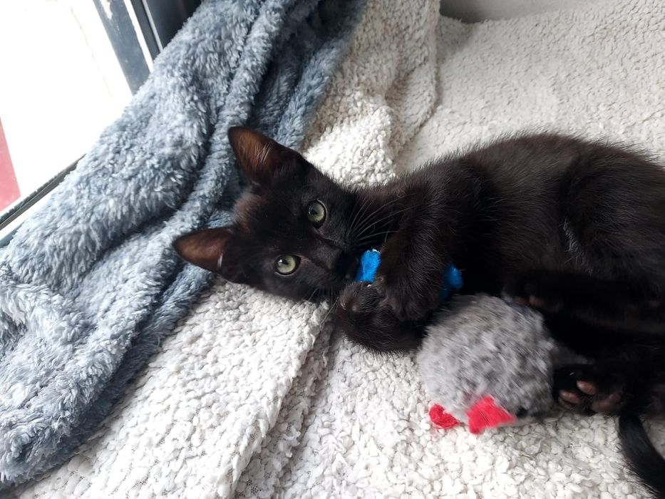 Gatinho bebé para adoção