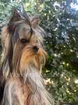Samiec Yorkshire Terrier FCI ZKwP york