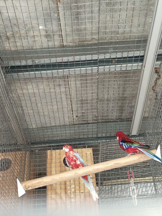 Casal de roselas adultos