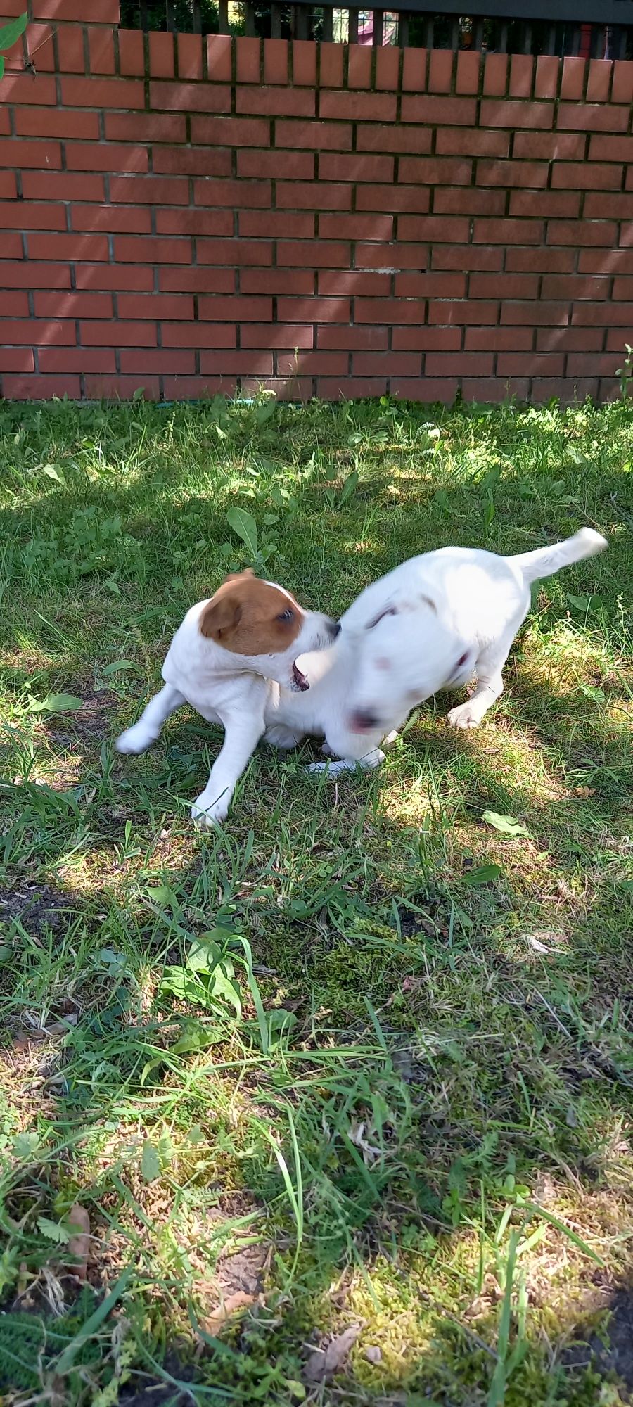 Jack Russell Terrier (SUCZKA)
