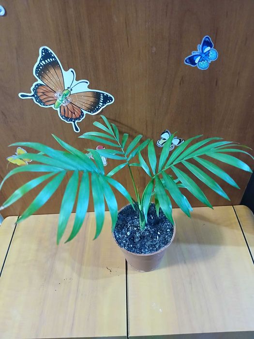 Хамедорея , розы, троянди комнатные растения,