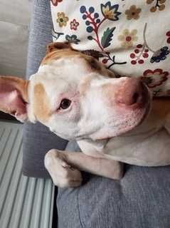 Adopcja -Brutus- pitbull