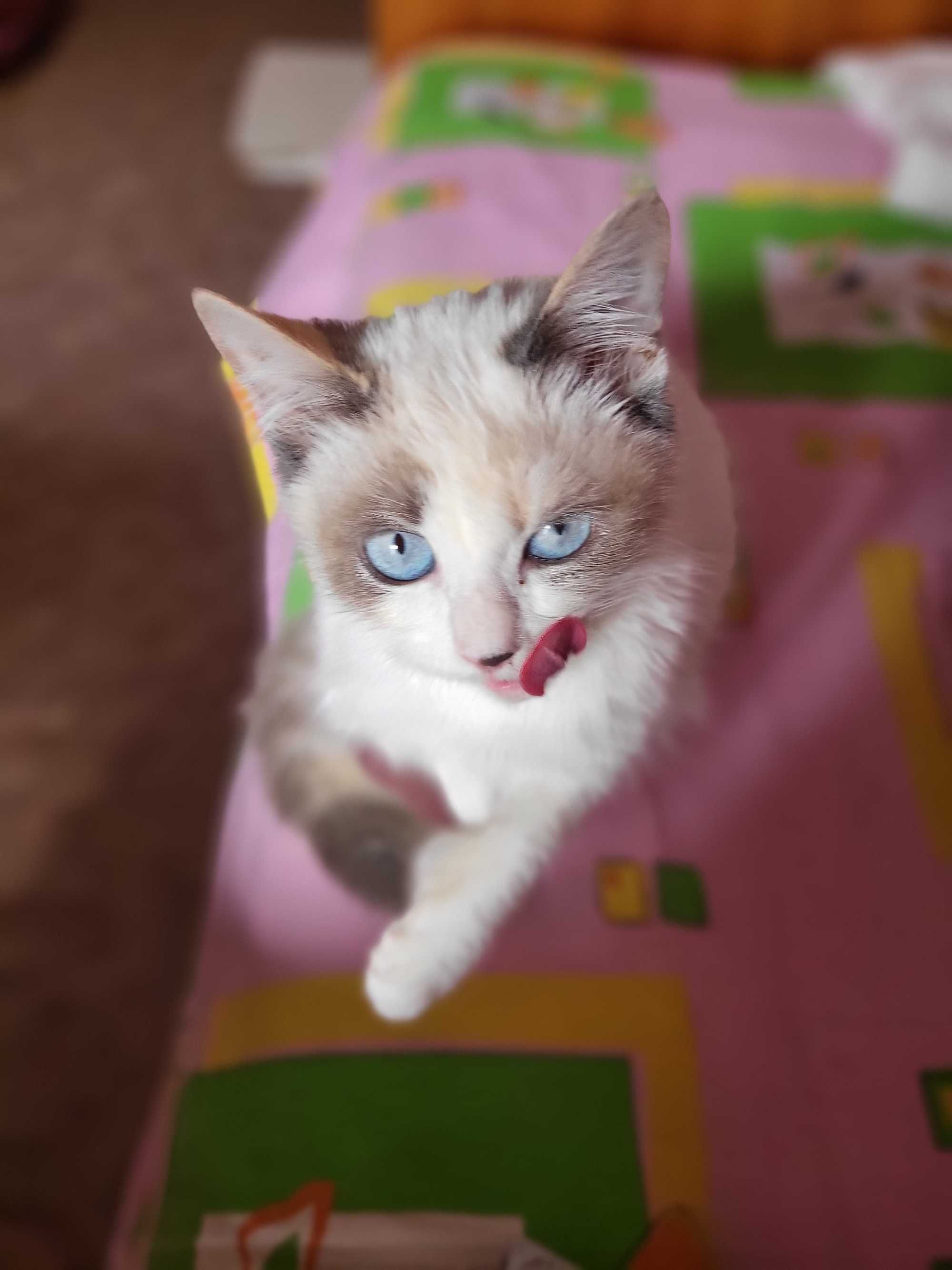 Кошечка метис ищет хорошую семью