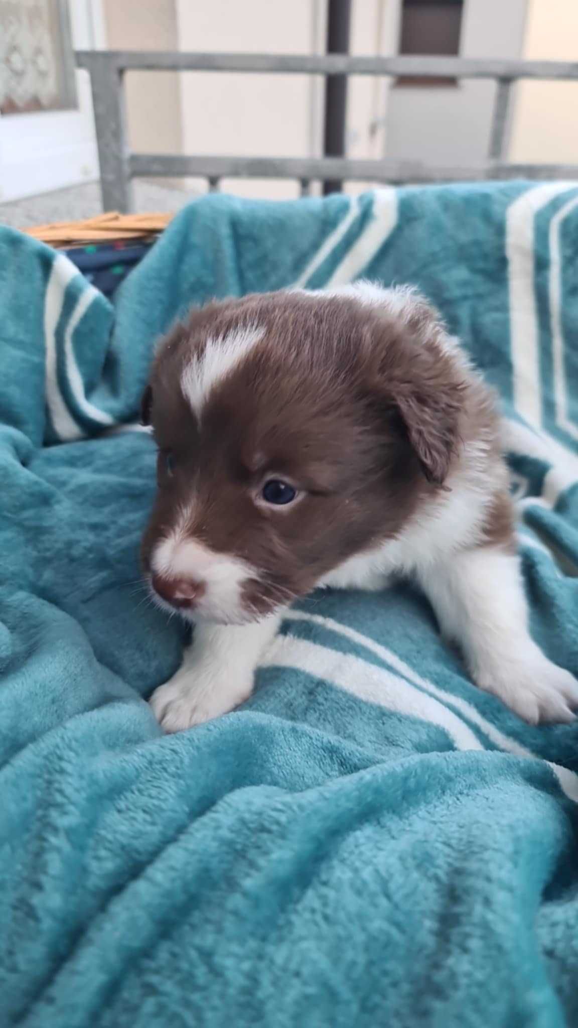 Szczeniak Border Collie