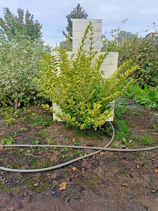 Туї, ялівець, дерен, бірючина, хакуро нішікі