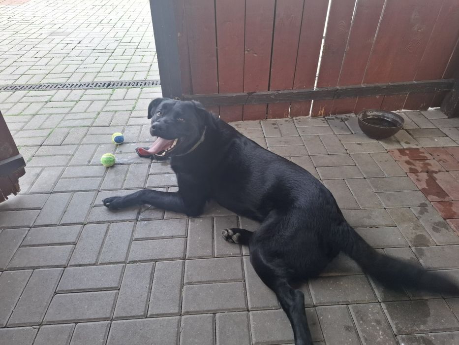 Oddam Psa typu Labrador w dobre ręce