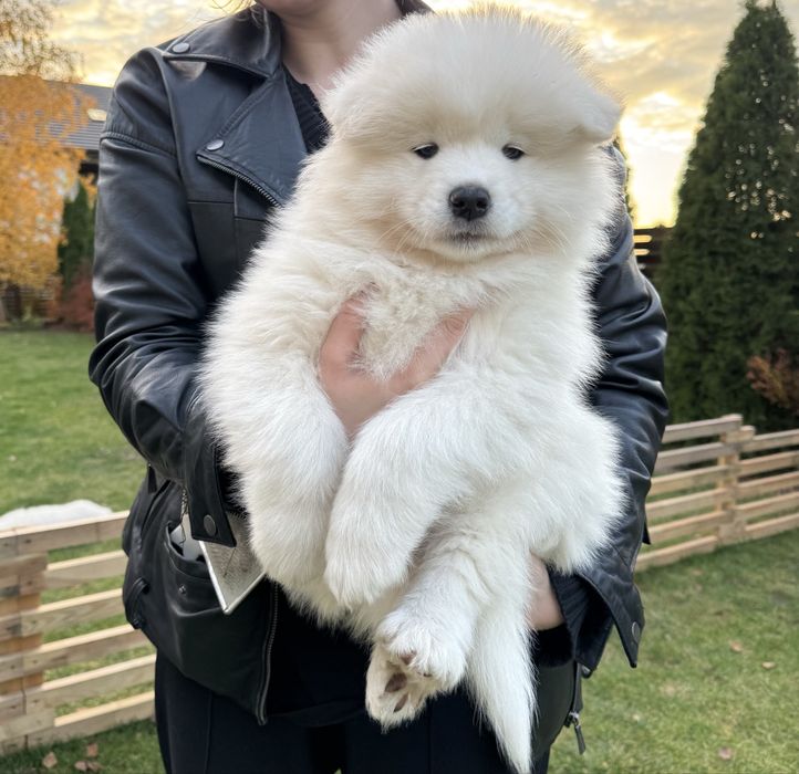 Aurora suczka - szczeniak Samoyed - gotowa do odbioru 4.11