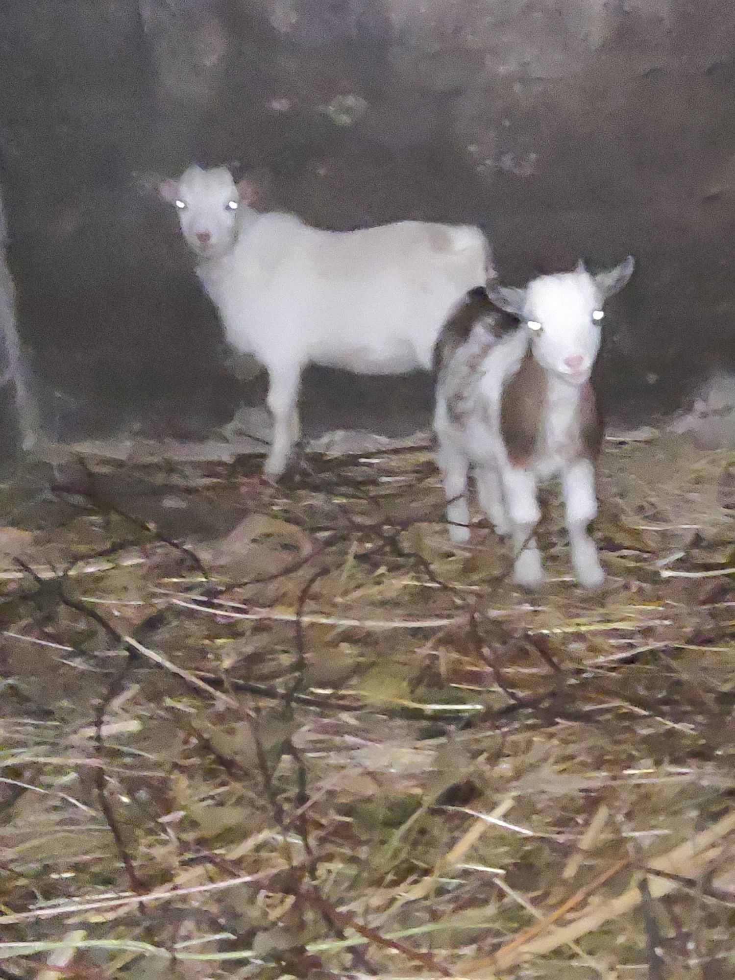Casal de cabras anas