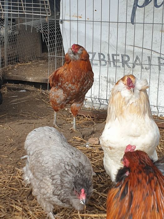 Araucana araukana jaja lęgowe