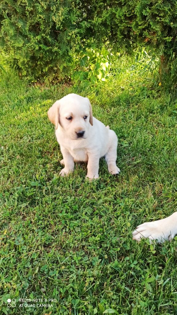 Labrador biszkoptowy suczka