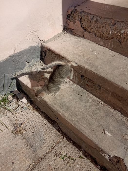 Стерилізуємо Кошеня бездомне вік може 2 місяці