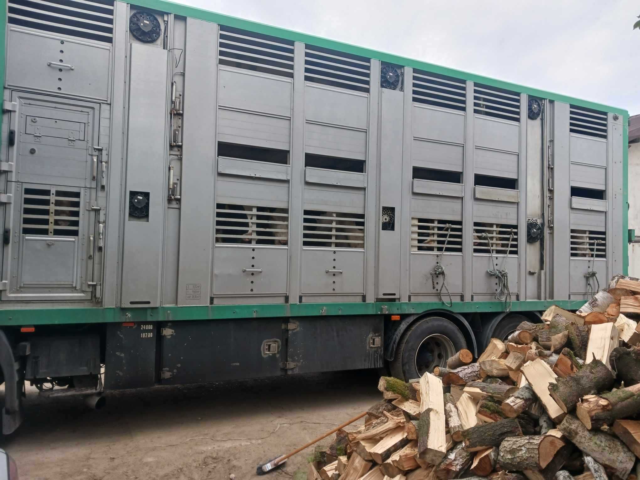 Transport i skup żywych zwierząt-Transport bydła, świń, trzody.