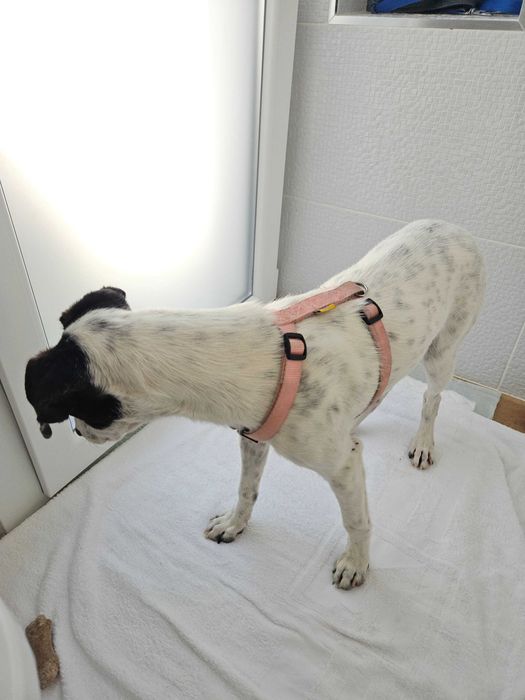 Cão Fofo para Adoção - Urgente