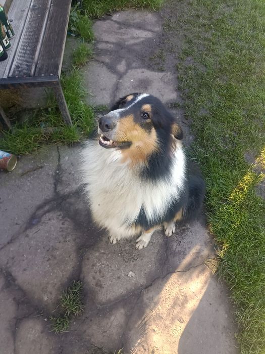 Oddam młodego psa rasy owczarek szkocki