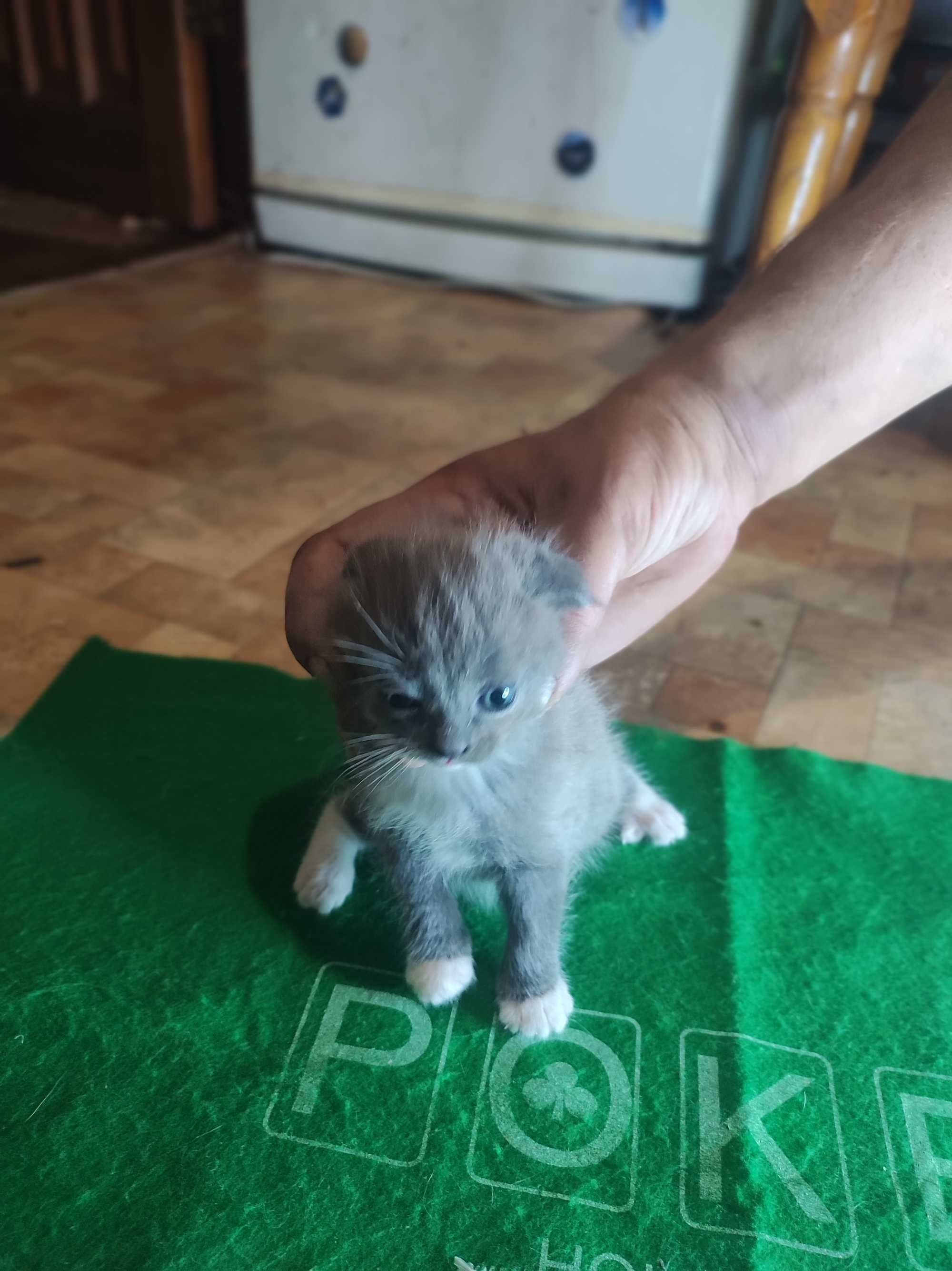 Кошенята вислоухие.  породистие.