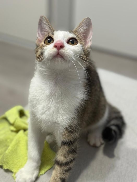 Mała kotka Madzia szuka domu