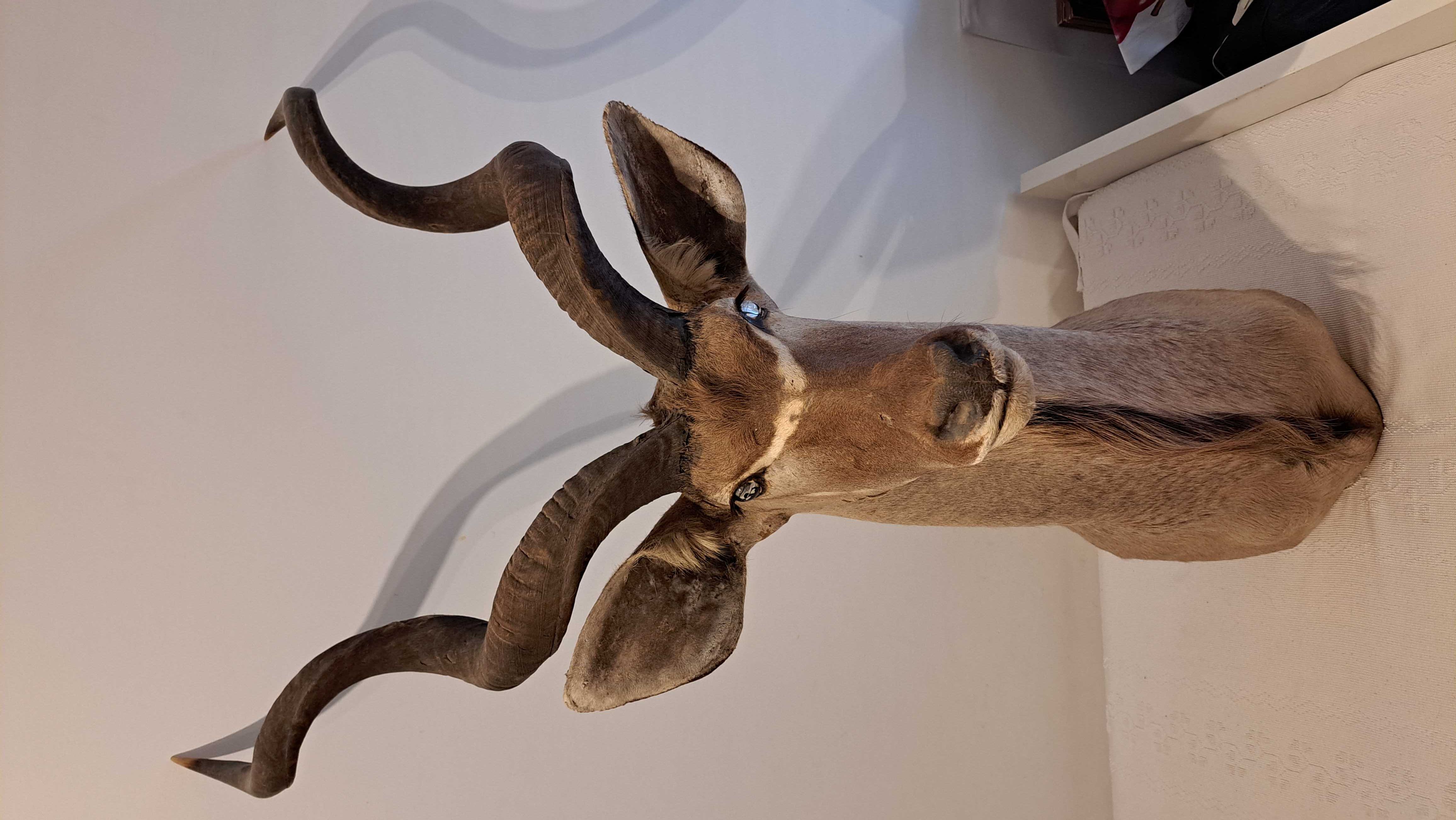Trofeu Caça Kudu
