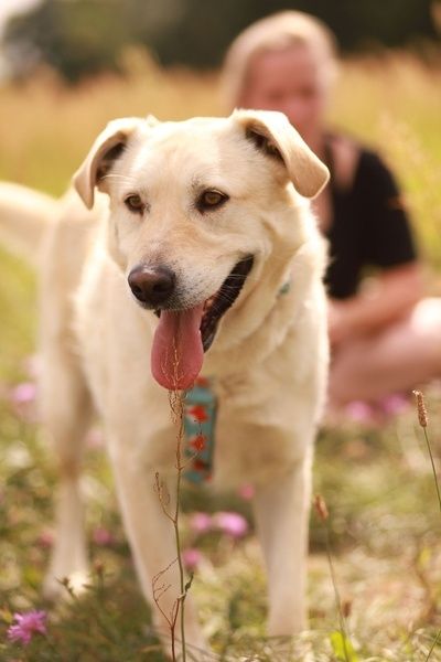 Łagodny i spokojnych pies zmotywuje Cię do spacerów, idziesz?