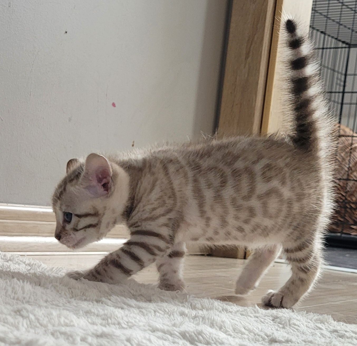Kotka bengalska snow mink w opcji wystawowo - hodowlanej / do hodowli