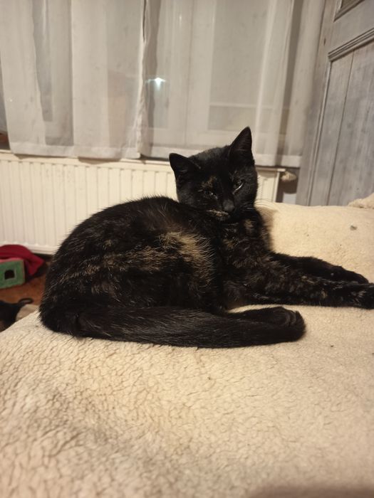 Szylkretka, 4 miesięczna zaszczepiona kuwetowa adopcja za darmo oddam