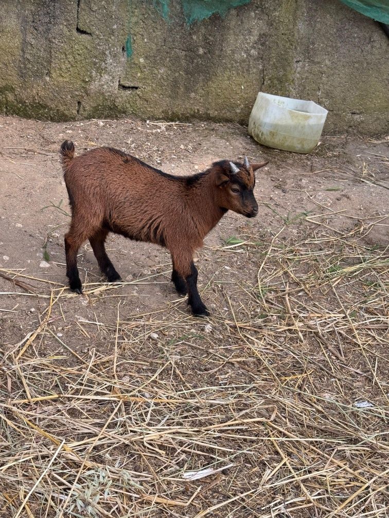 Casal de cabritos arraçados de cabrito anão