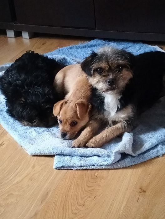 Oddam za darmo dwa pieski