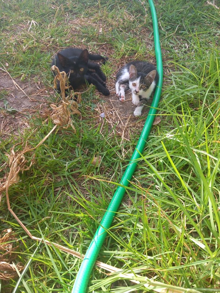 Gatinhos para adopção