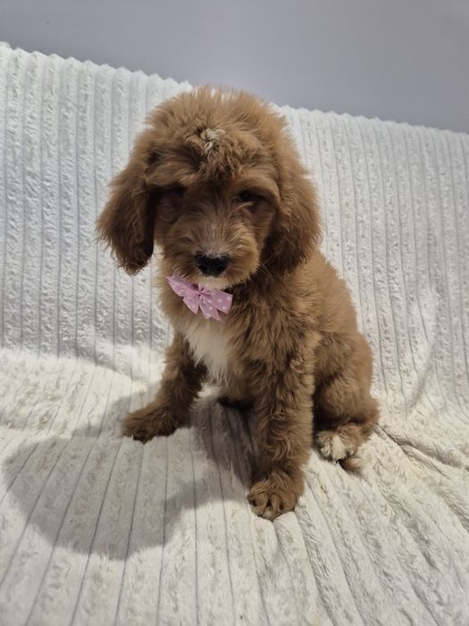 Goldendoodle f1 standard