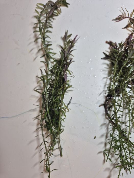 Rośliny akwariowe Rotala Rotundifolia